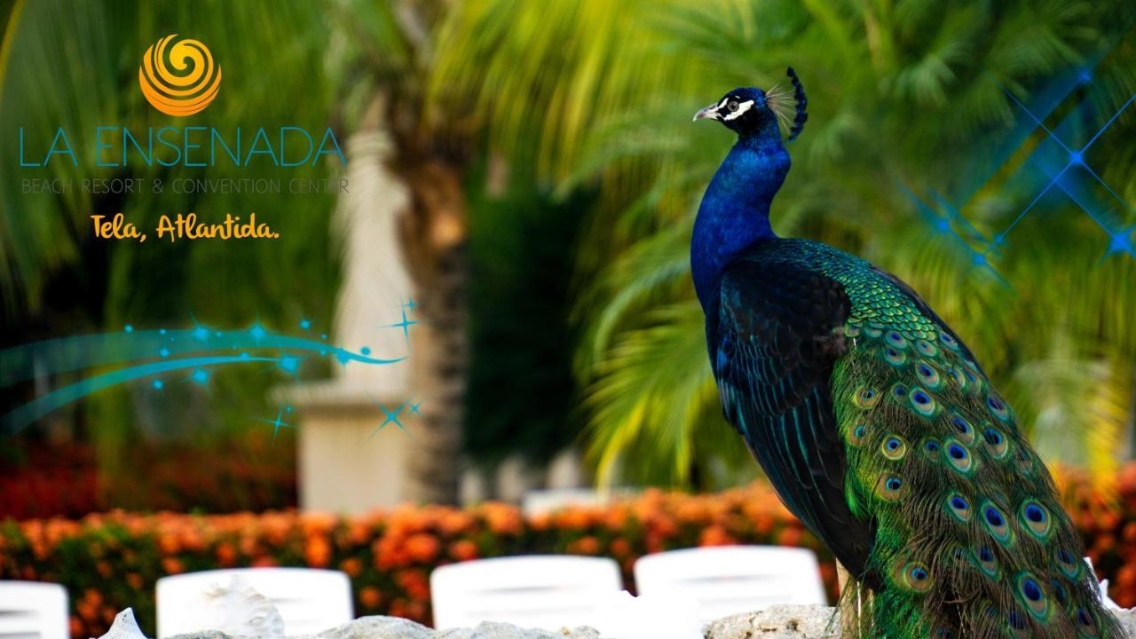 La Ensenada Beach Resort Tela Exterior photo